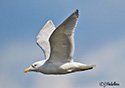 Larus glaucescens